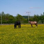 Lucy and Otto Funnell grazing amongst the buttercups