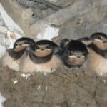 Swallow chicks in Butterfield House stable